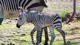 Franklin Park Zoo welcomes three new baby animals (photos)