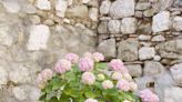 15 Best Dwarf Hydrangea Varieties For Small Yards