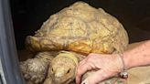 Strange Tortoise Found in Florida Turns Out to Be 'Escape Artist' Pet Missing for Over 3 Years