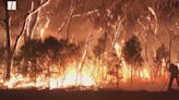 Australia Wildfires Kill One Billion Animals