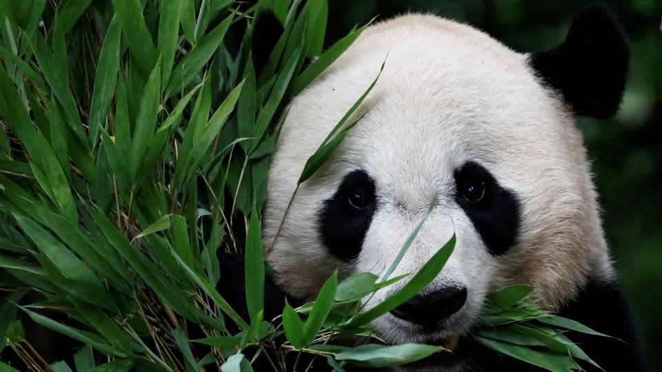 First panda pair to enter the United States in 21 years take off from China