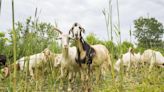 Grazing goats greening up Gonder’s Flats in Fort Erie