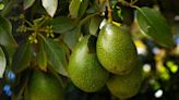 Por qué los aguacates son tan controvertidos y malos para el medio ambiente