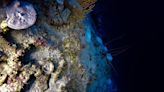 Warmer oceans have bleached corals at depths previously thought impossible