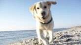 Dogs at the Beach: Safety Tips for Enjoying Dog-Friendly Beaches