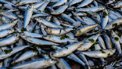 伊朗「天降魚雨」！ 滿地20公分活魚 釀交通大亂