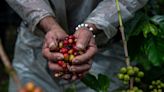 Bad News for Coffee Addicts: Cheaper Beans Are Getting Pricier