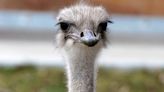An adored ostrich at a Kansas zoo has died after swallowing a staff member's keys