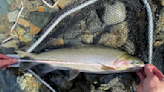 Fly fisherman ‘stunned’ at the size of his cutthroat trout record