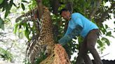 Indian forest officials shoot dead elusive leopard that entered busy tech city