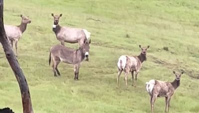 Calif. Family Spots Pet Donkey Missing 5 Years Living with an Elk Herd: He's a 'Wild Burro Now'