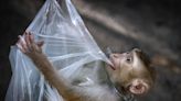 Monkeys at ‘hellhole’ zoo risk infecting holidaymakers with TB, critics claim