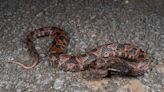 New snake species with "great aggression" revealed by scientists
