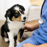 Veterinary Medicine