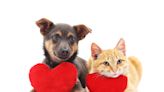 How you can help out some tiny puppies and kittens | OKC-area news, events