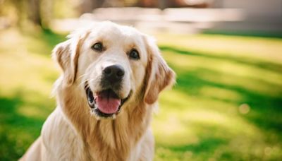 Best Dog Names for Golden Retrievers
