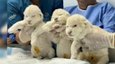 Logro de la reproducción: nacen tres raros leones blancos en peligro de extinción