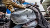 Great white sharks in Ireland? International team seeks confirmation in survey of Irish waters