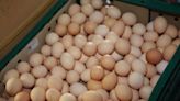 全聯雙北門市、家樂福29日陸續開賣進口蛋 價格68到89元-風傳媒