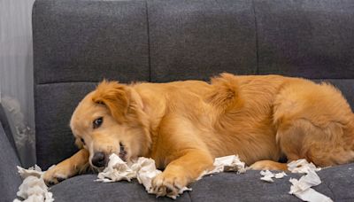 Proud Golden Retriever Is Far Too Excited To Show Mom What She Found in the Trash