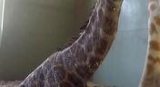 7. It's a Baby Giraffe!