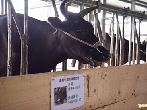 李登輝生前給台灣最後禮物！農業部公告核准源興牛新品種登記