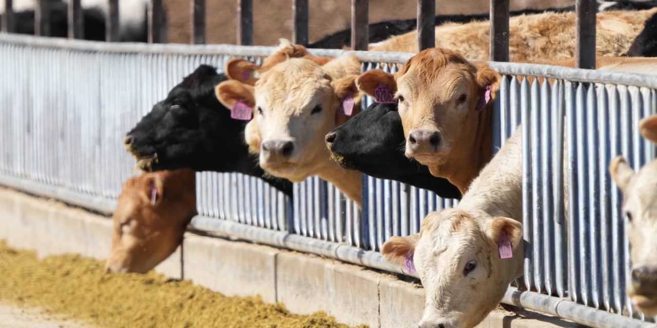 As Bird Flu Spreads in Cows, U.S. Monitoring for Human Cases Remains Limited