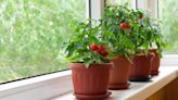 10 vegetables you can grow in pots