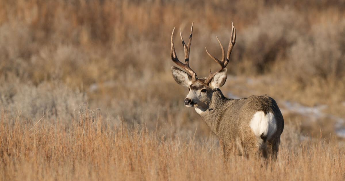 Mild winter bolsters mule deer population in North Dakota Badlands
