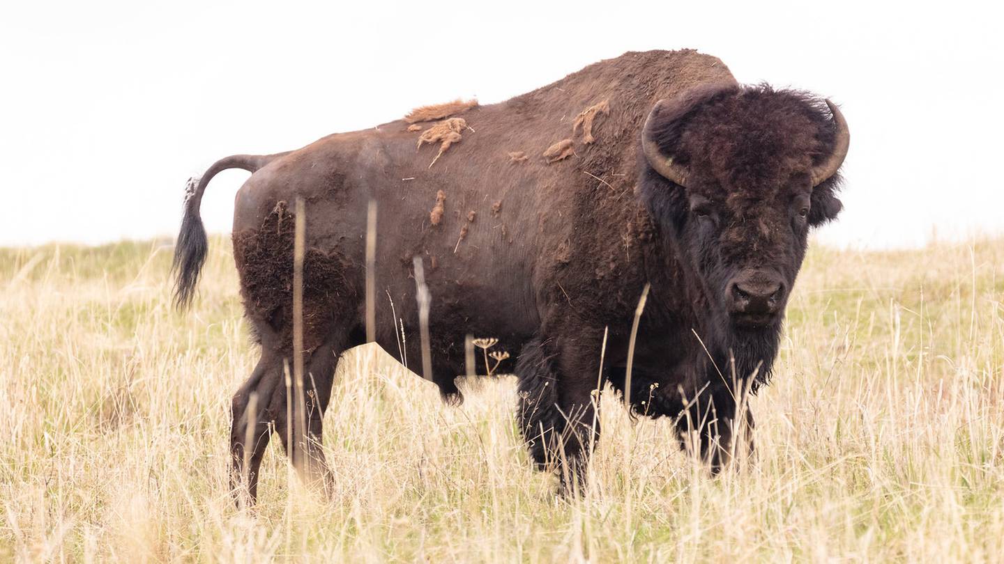 83-year-old woman gored by bison at Yellowstone National Park