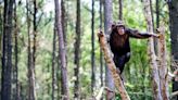 Fate of Retired Research Chimps Still in Limbo