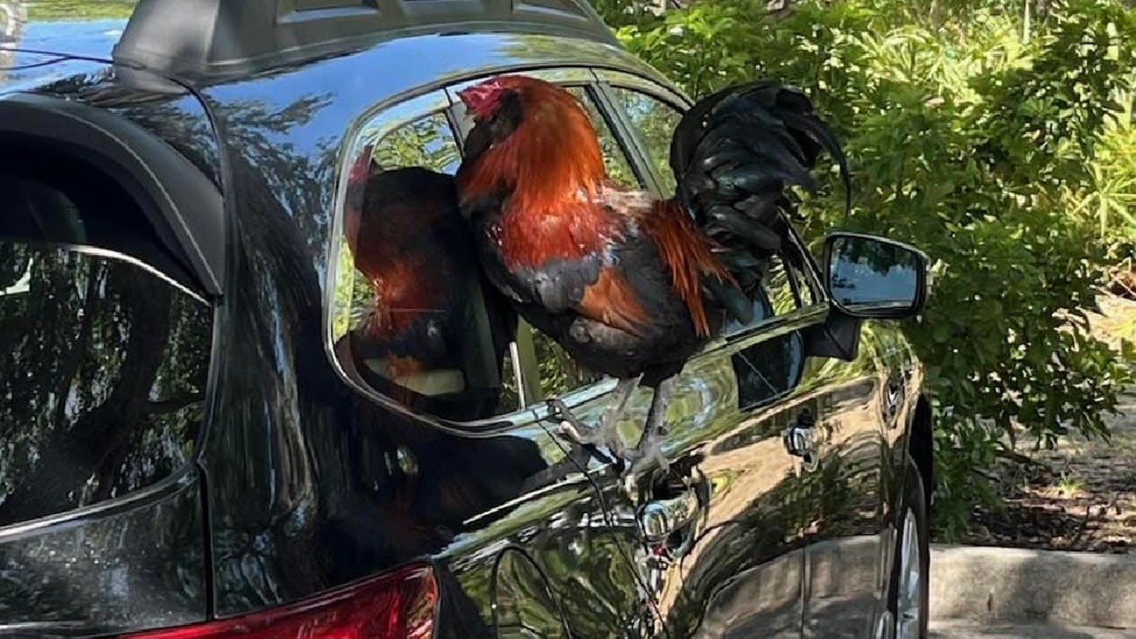 This Florida city is grappling with a rooster mystery