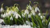 For a Gorgeous Burst of Early Spring Bloom, Plant Snowdrop Flowers