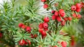 Wild berry picking season: Here are WA state’s common toxic and poisonous wild berries