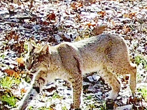 Illinois DNR will accept applications for bobcat permits through Sept. 30 - Outdoor News