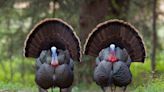 South Carolina Looks to Delay Turkey Season Amid Steep Bird Declines