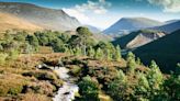 The Scottish Forest Immortalized by the Ancient Romans Has Almost Disappeared