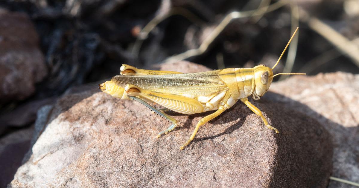 A warm and dry winter and spring created perfect conditions for grasshoppers to flourish this year, according to entomology experts with Colorado State University and the Butterfly Pavilion.