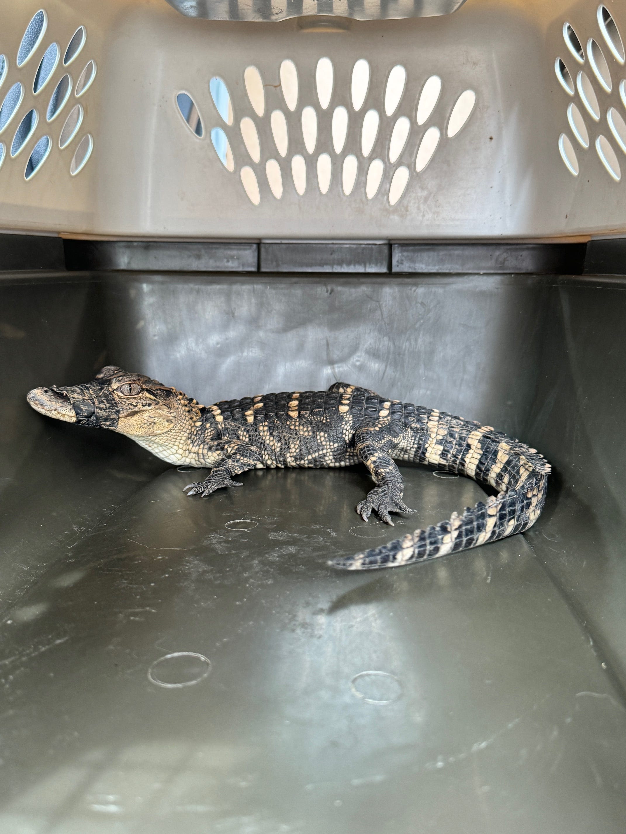 Alligator that went missing at Missouri middle school found after nearly 2 weeks