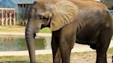 Celebrarán los 18 años del elefante “Monti” en Nuevo León: así puedes asistir a la fiesta