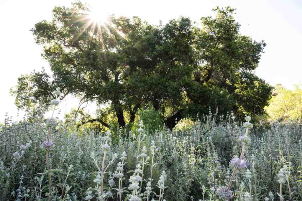 The race is on to stop a tiny pest from killing Southern California’s native oak trees