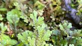 Fern-like ground cover's ancient lineage traced to Africa | Mystery Plant