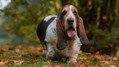 Vet Parodies How Different Dog Breeds Act on Walks and It’s Cracking People Up