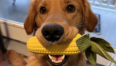 Golden Retriever Celebrates ‘Corn Season’ in the Cutest Way Possible