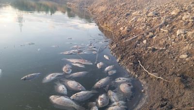 Fish found dead in irrigation tank