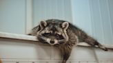 Pet Raccoon With Cerebral Palsy Playing Hide-n-Seek With Dad Is Winning Hearts