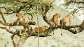 Love Nature, PBS, Arte Commission ‘Evolution Earth’ – Global Bulletin