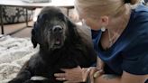 Saying goodbye: How to navigate the end of your pet's life