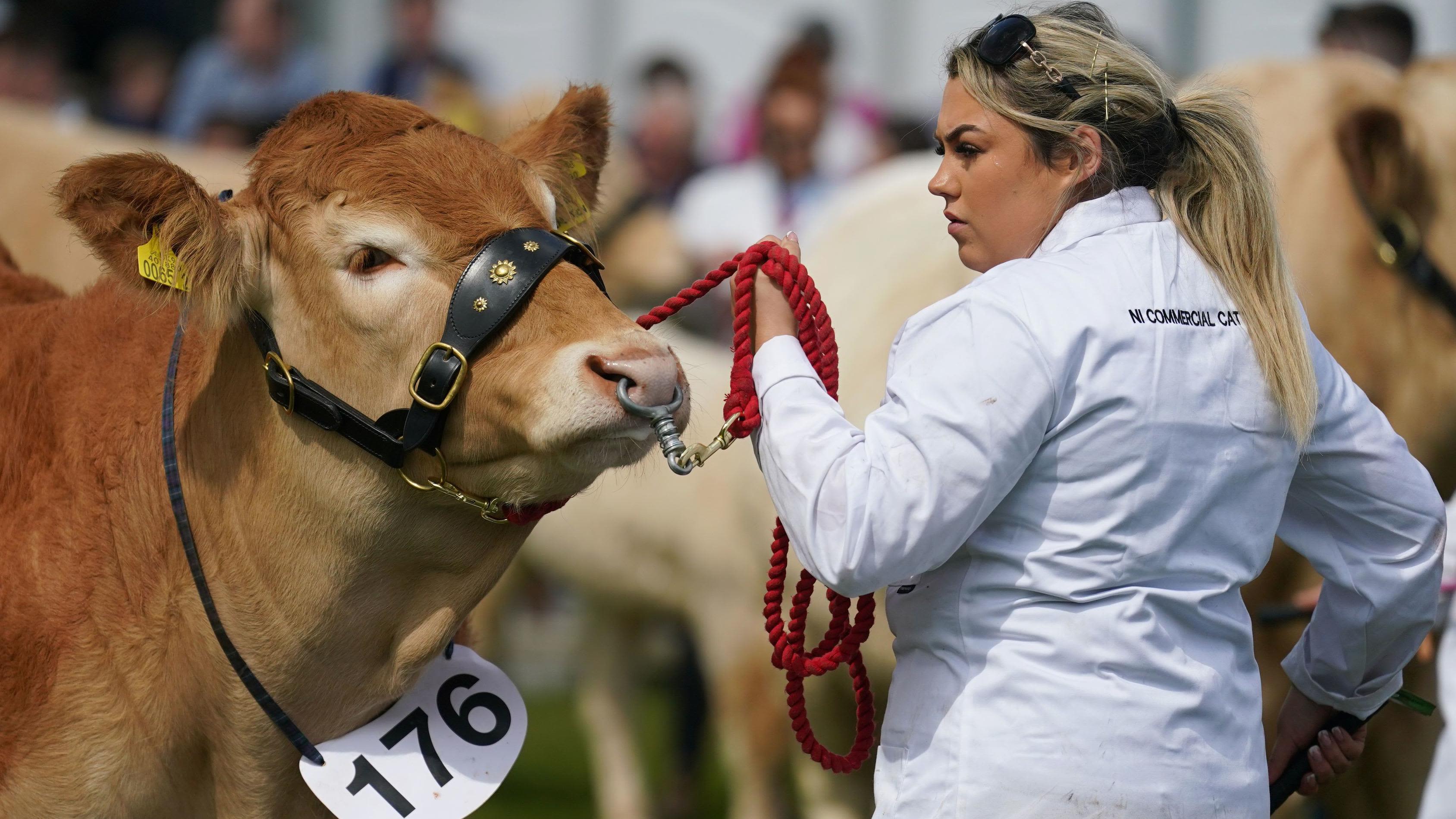 Balmoral Show 2024: What you need to know