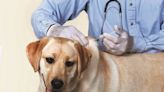 SHOT IN THE DARK: 9 facts about rabies vaccinations for pets